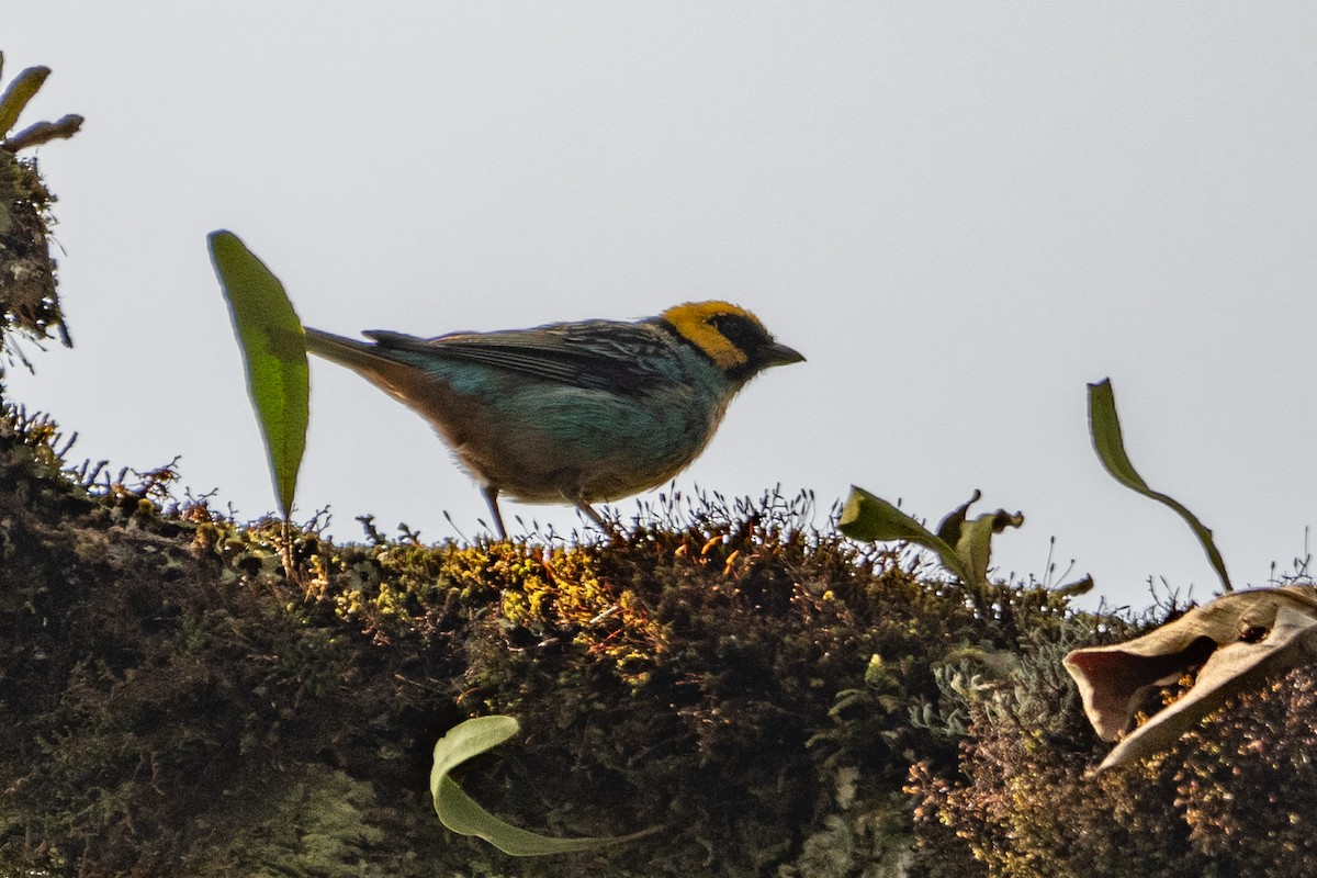 Saffron-crowned Tanager - ML617211335