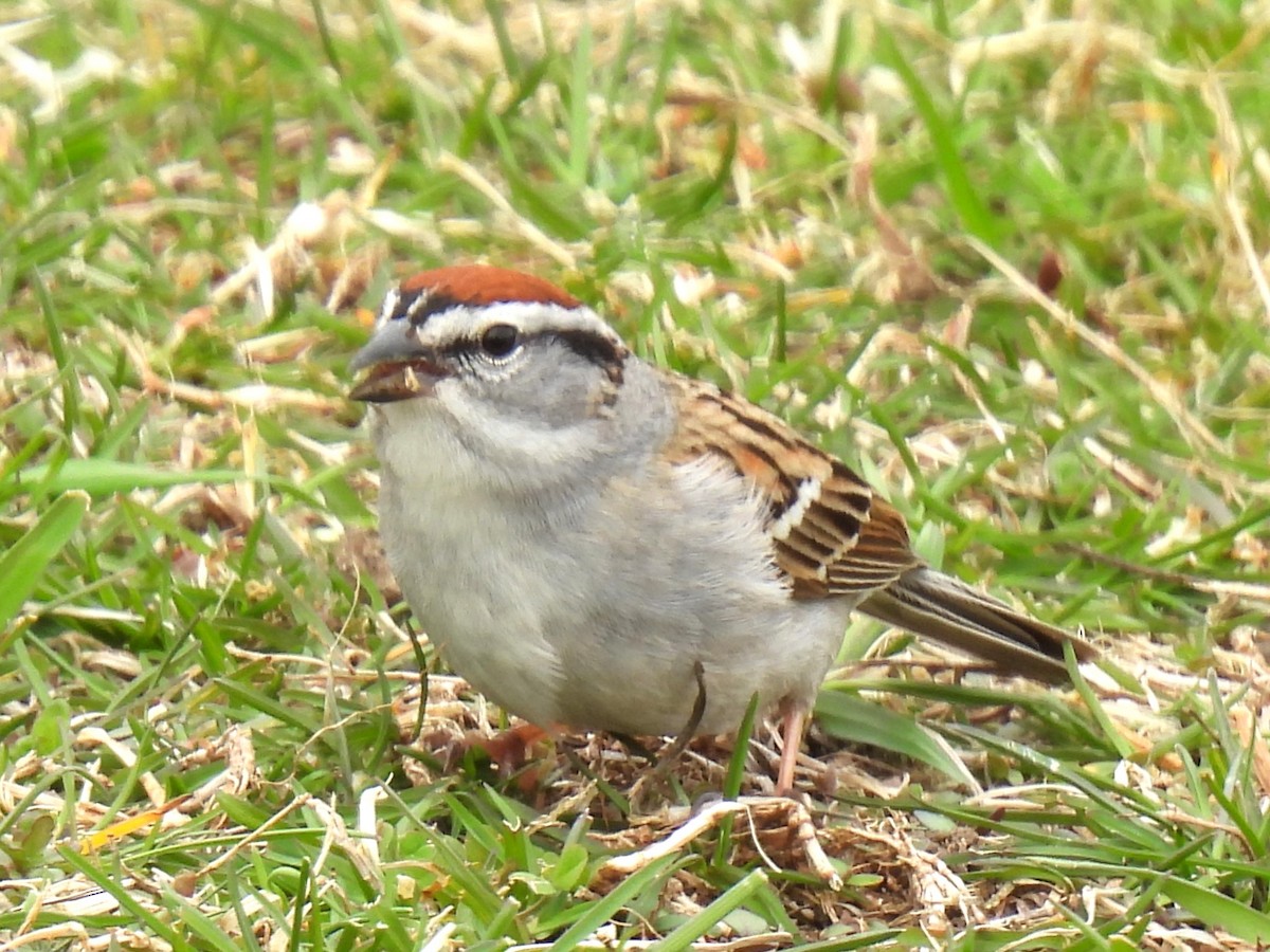 Chipping Sparrow - ML617211407