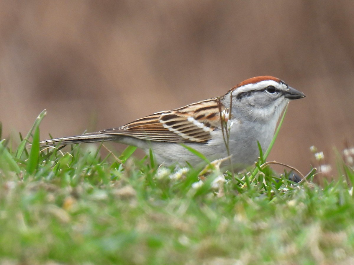 Chipping Sparrow - ML617211408