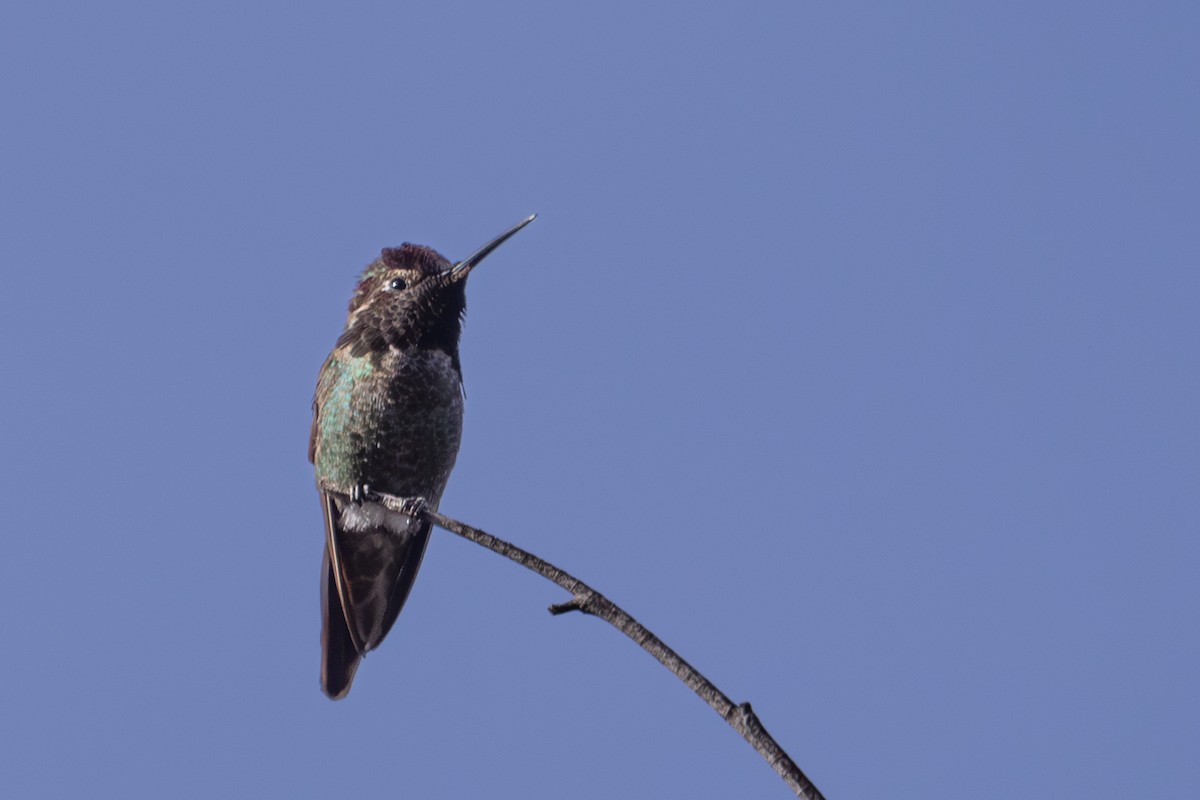 Anna's Hummingbird - ML617211625