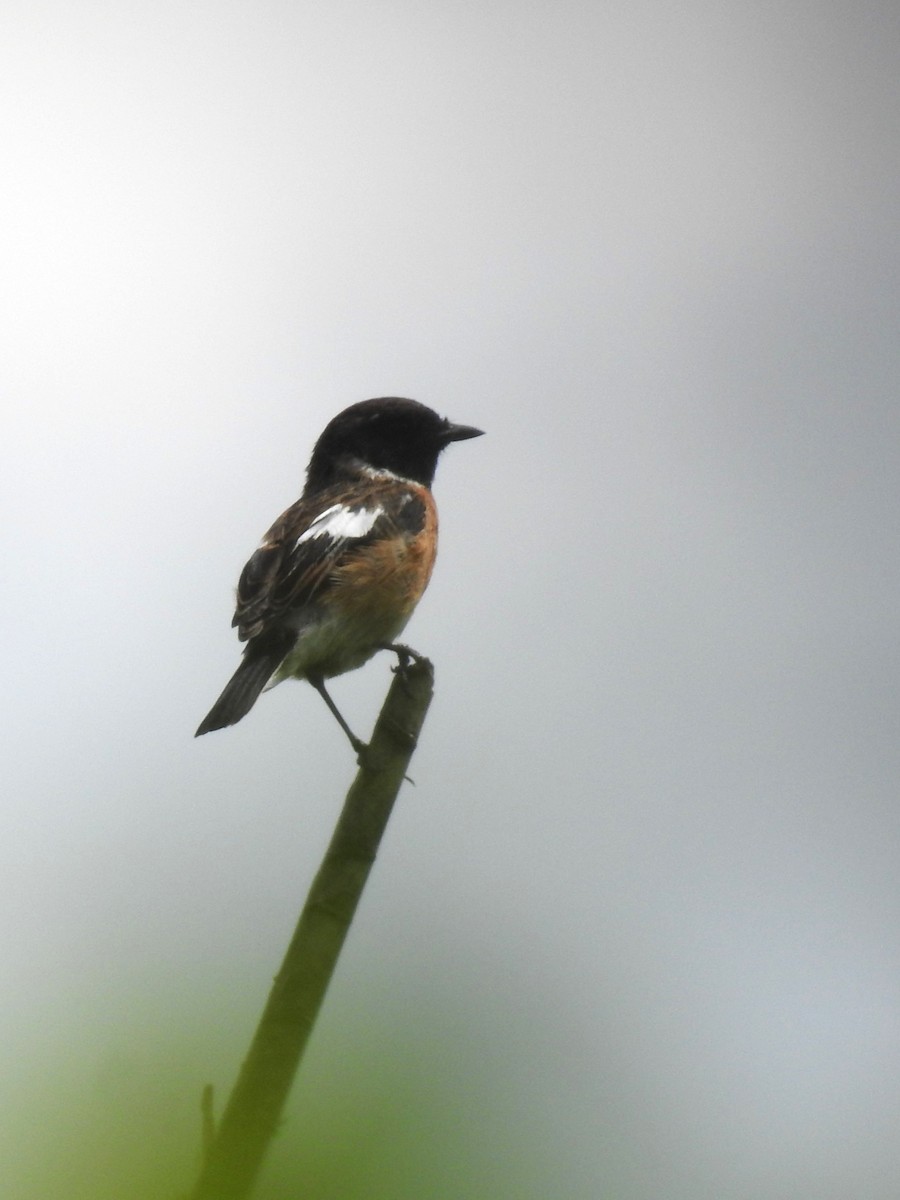 African Stonechat - ML617211636