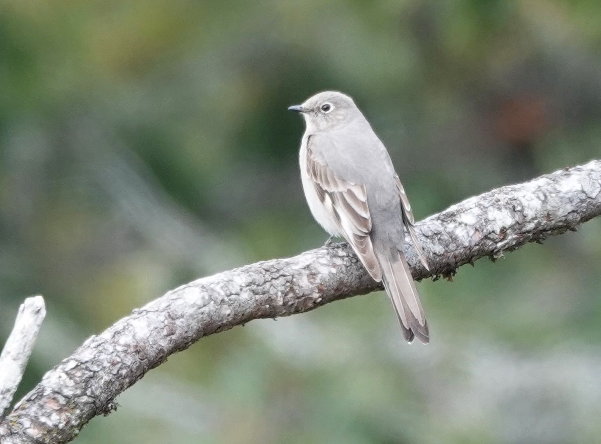 Townsend's Solitaire - ML617211699