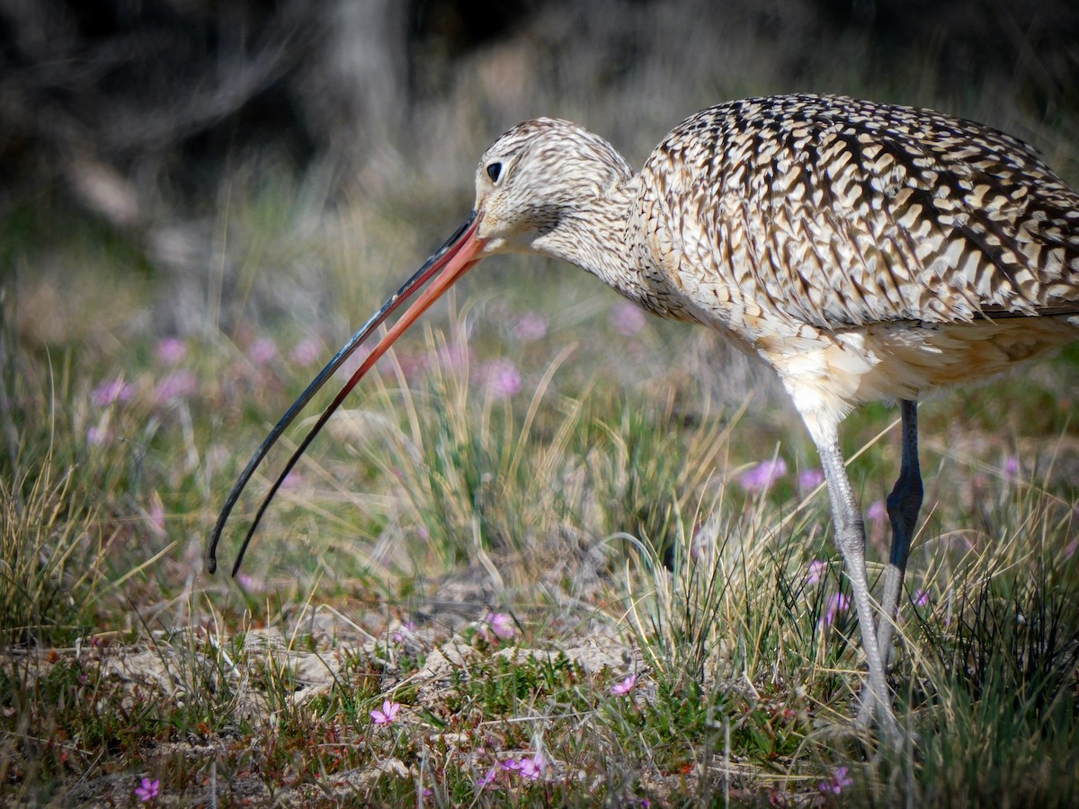 Long-billed Curlew - ML617211732