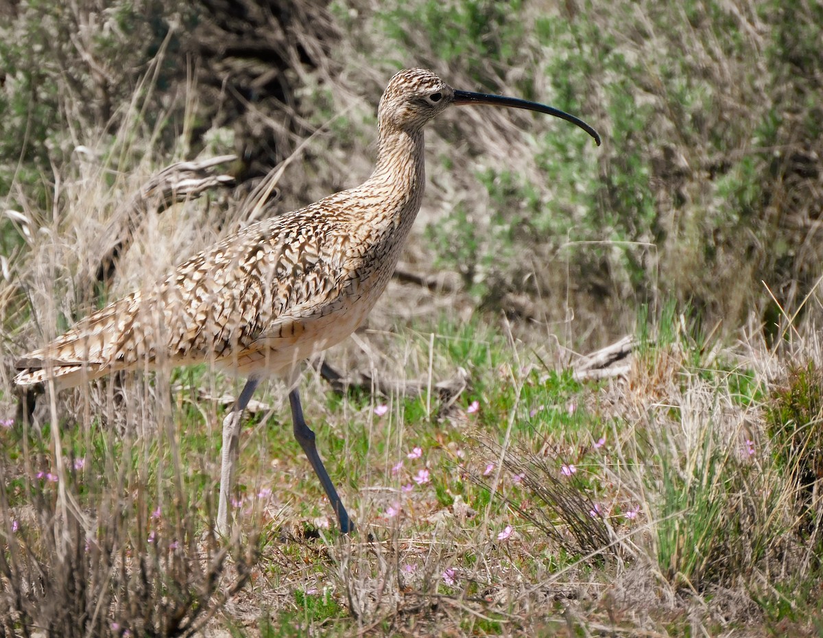 Long-billed Curlew - ML617211733