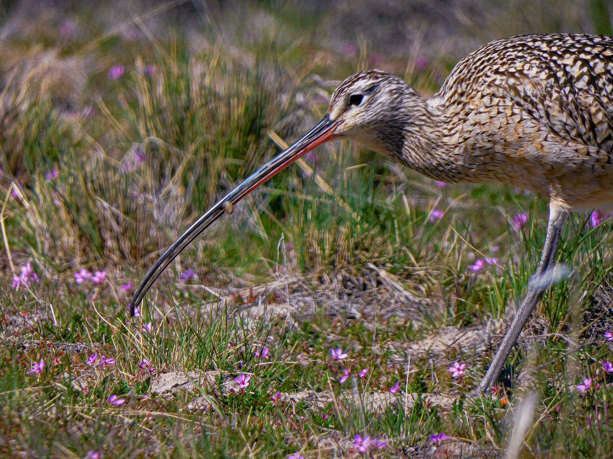 Long-billed Curlew - ML617211734