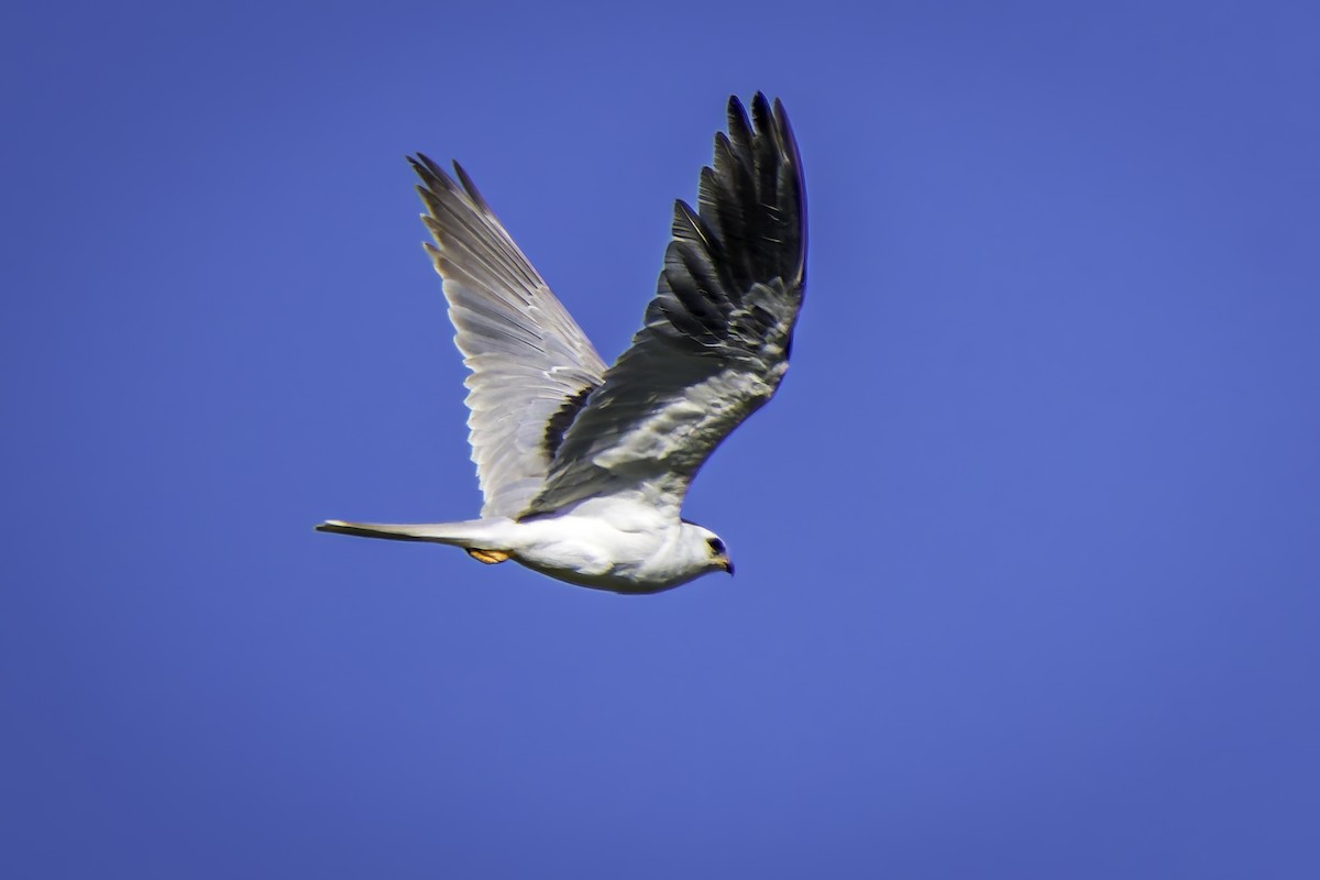 White-tailed Kite - ML617211934