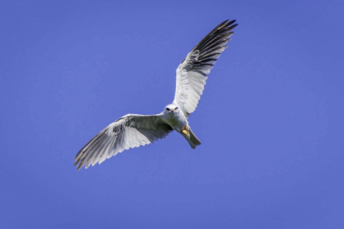 White-tailed Kite - ML617211935