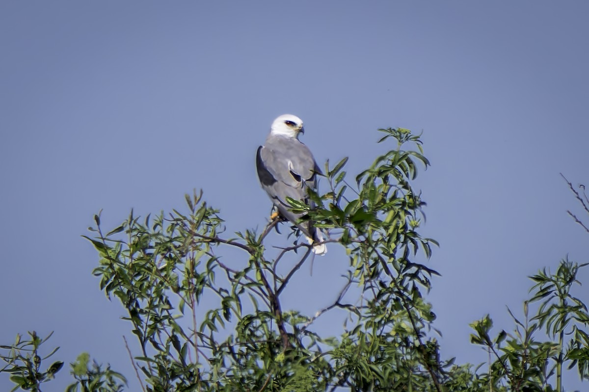 White-tailed Kite - ML617211936