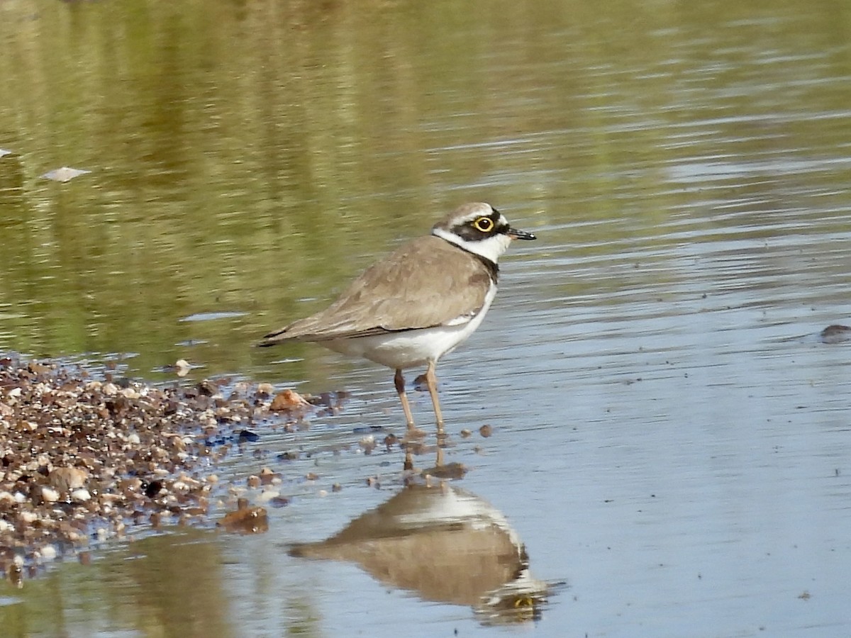 Little Ringed Plover - Pat  Lueders