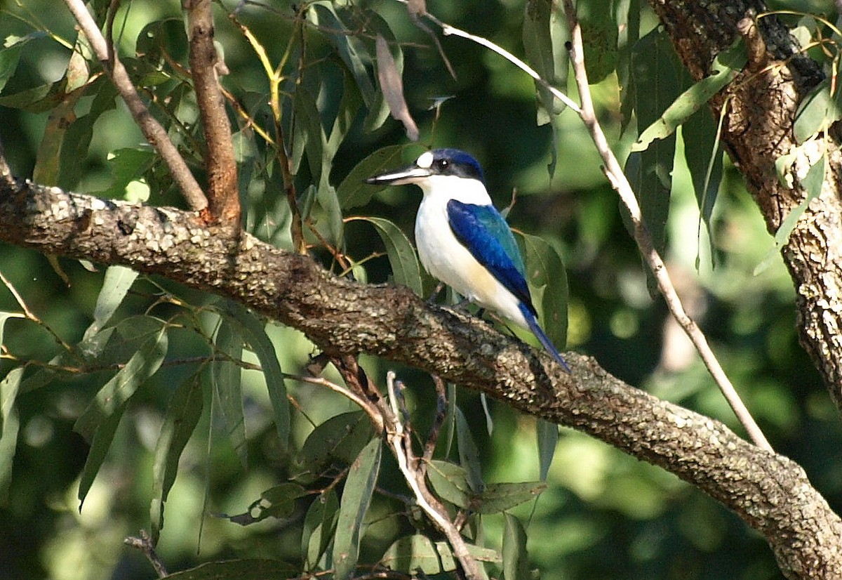 Forest Kingfisher - ML617212043