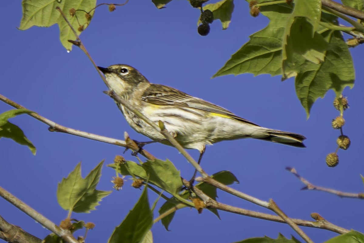 Yellow-rumped Warbler (Myrtle) - Gordon Norman