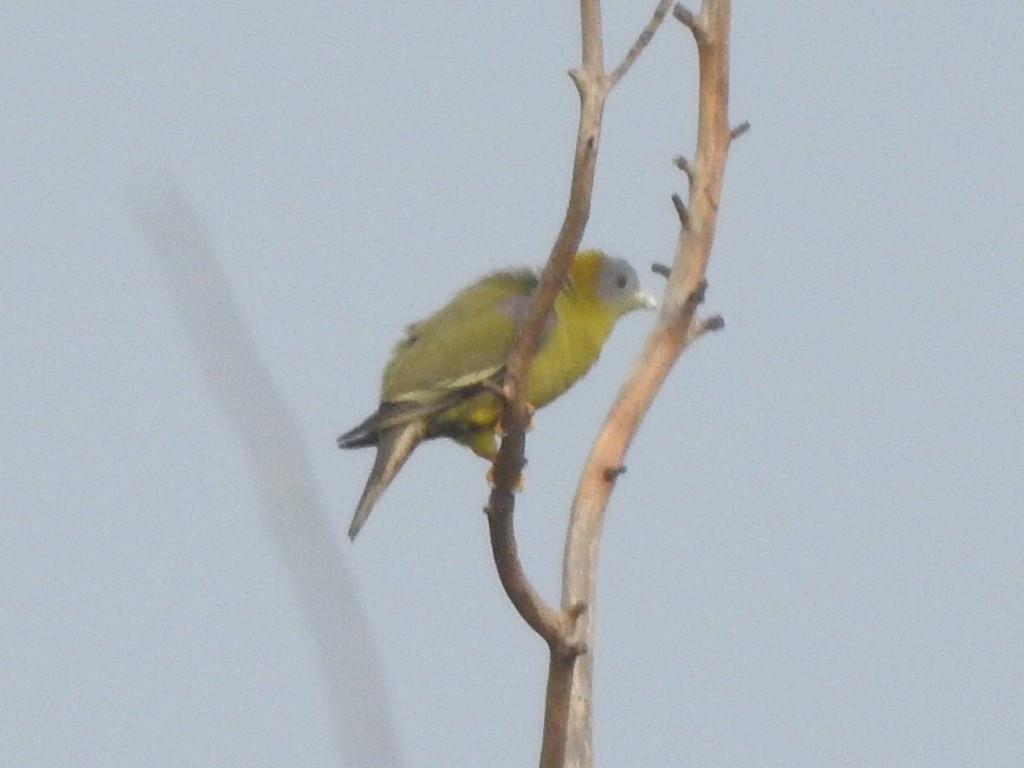 Yellow-footed Green-Pigeon - ML617212129