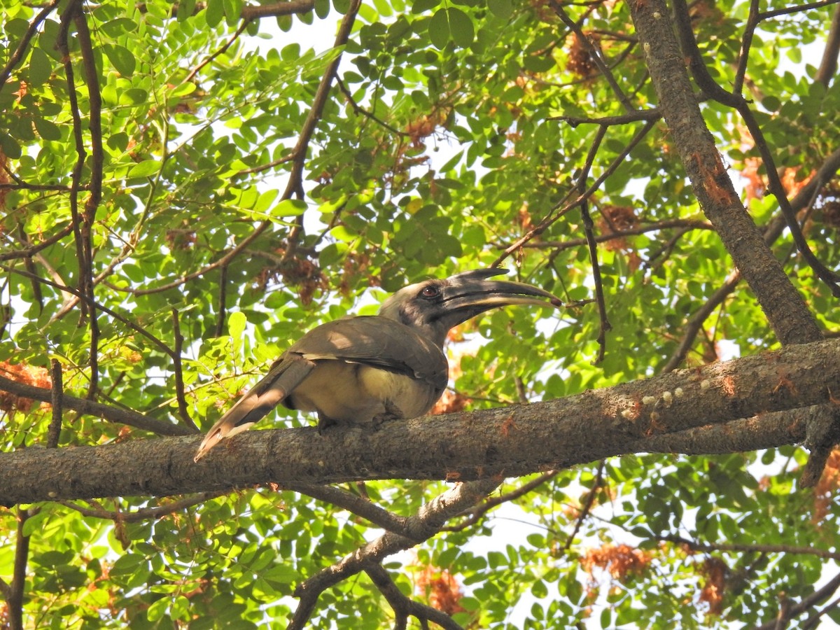 Indian Gray Hornbill - ML617212156