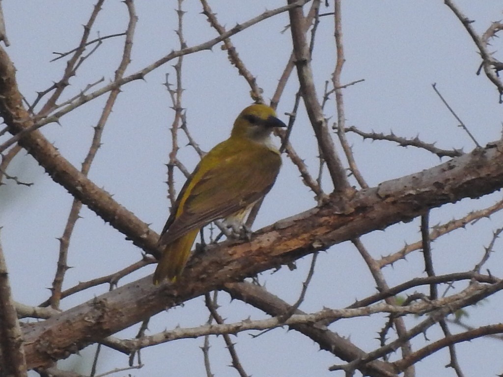 Indian Golden Oriole - ML617212190