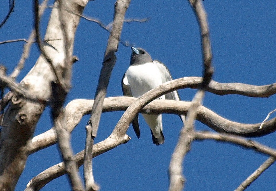 White-breasted Woodswallow - David  Mules
