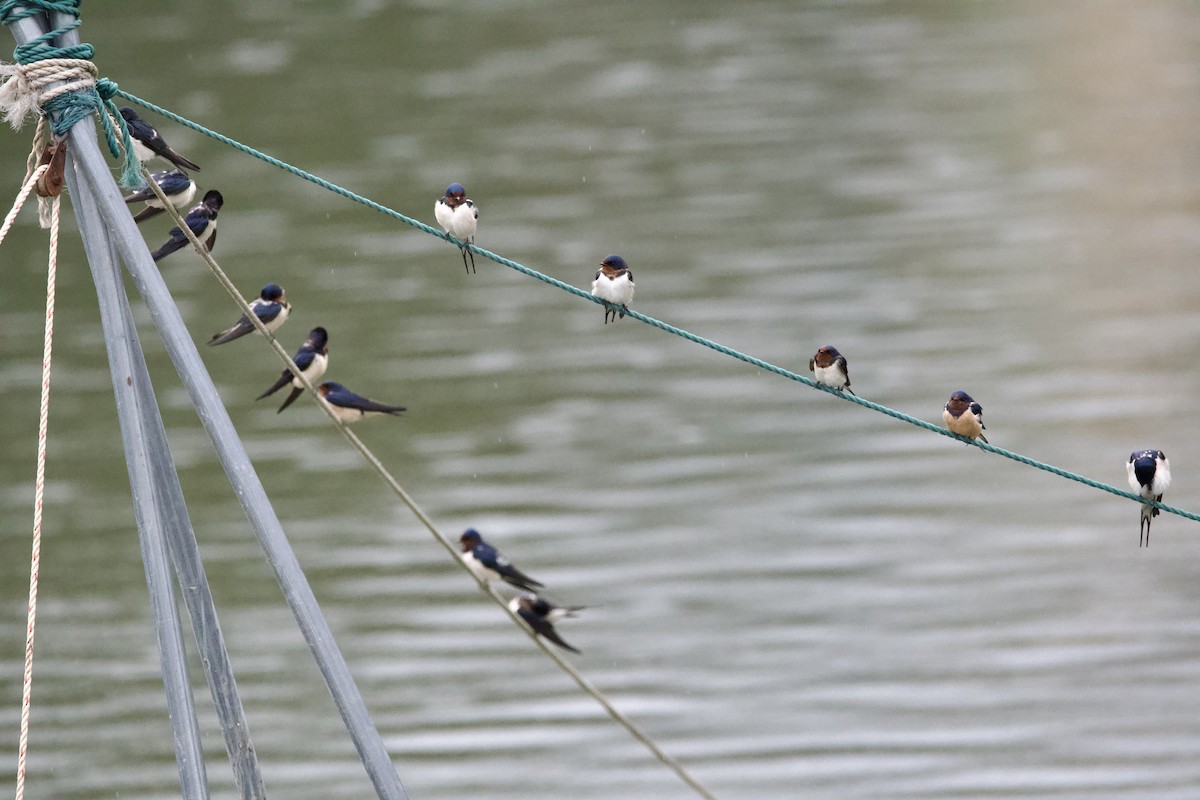 Barn Swallow (Buff-bellied) - ML617212228
