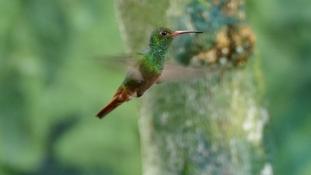 Rufous-tailed Hummingbird - ML617212330