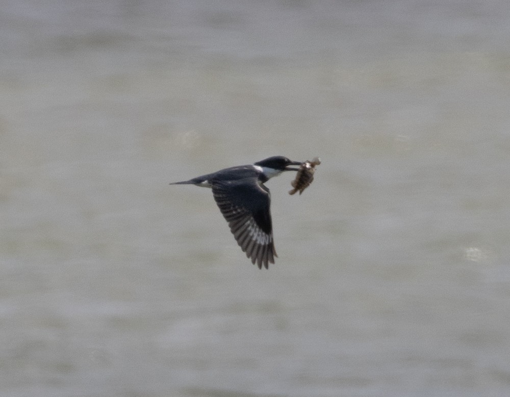 Belted Kingfisher - ML617212502