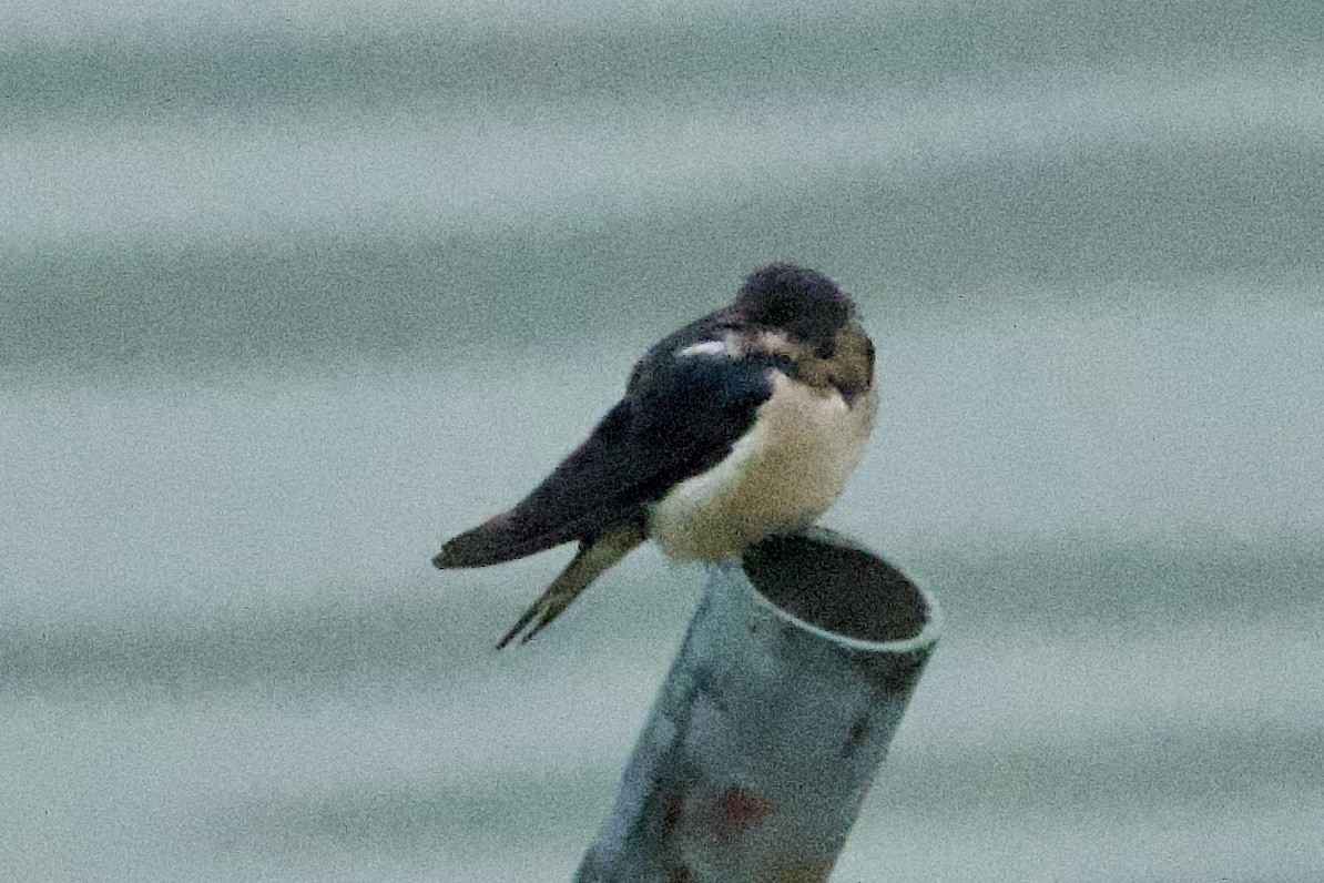 Barn Swallow (Buff-bellied) - ML617212526
