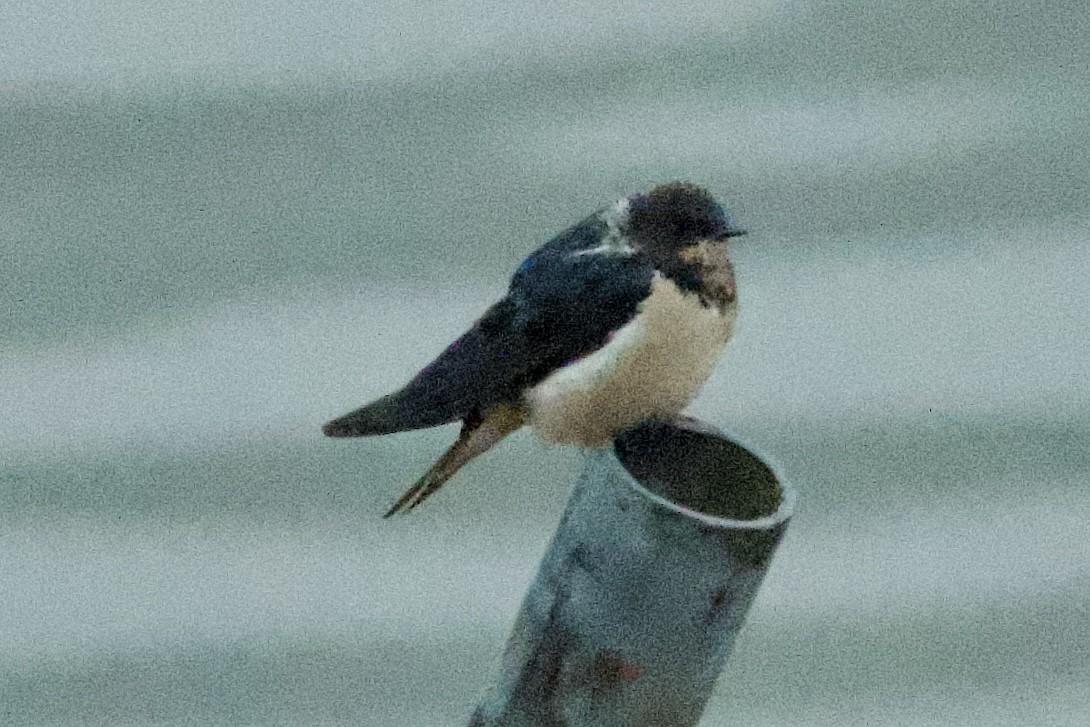 Barn Swallow (Buff-bellied) - ML617212527