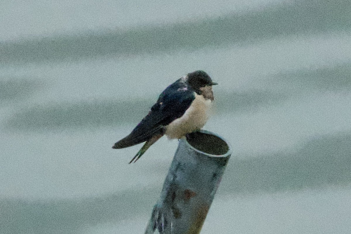 Barn Swallow (Buff-bellied) - ML617212528