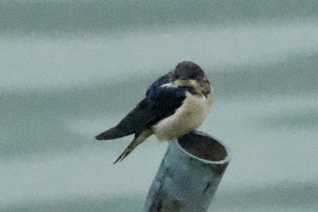 Barn Swallow (Buff-bellied) - ML617212529