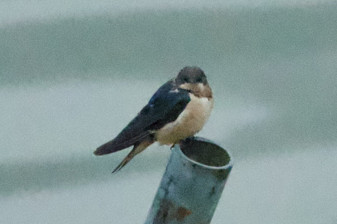 Barn Swallow (Buff-bellied) - ML617212530