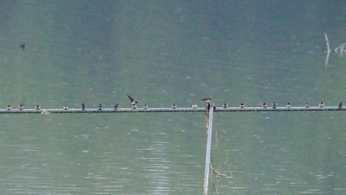 Barn Swallow (Buff-bellied) - ML617212532