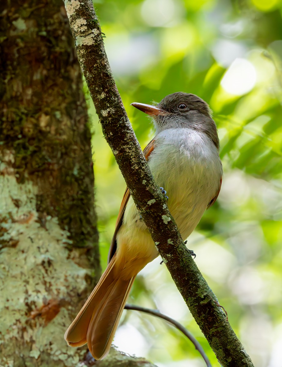 Rufous-tailed Flycatcher - ML617212604