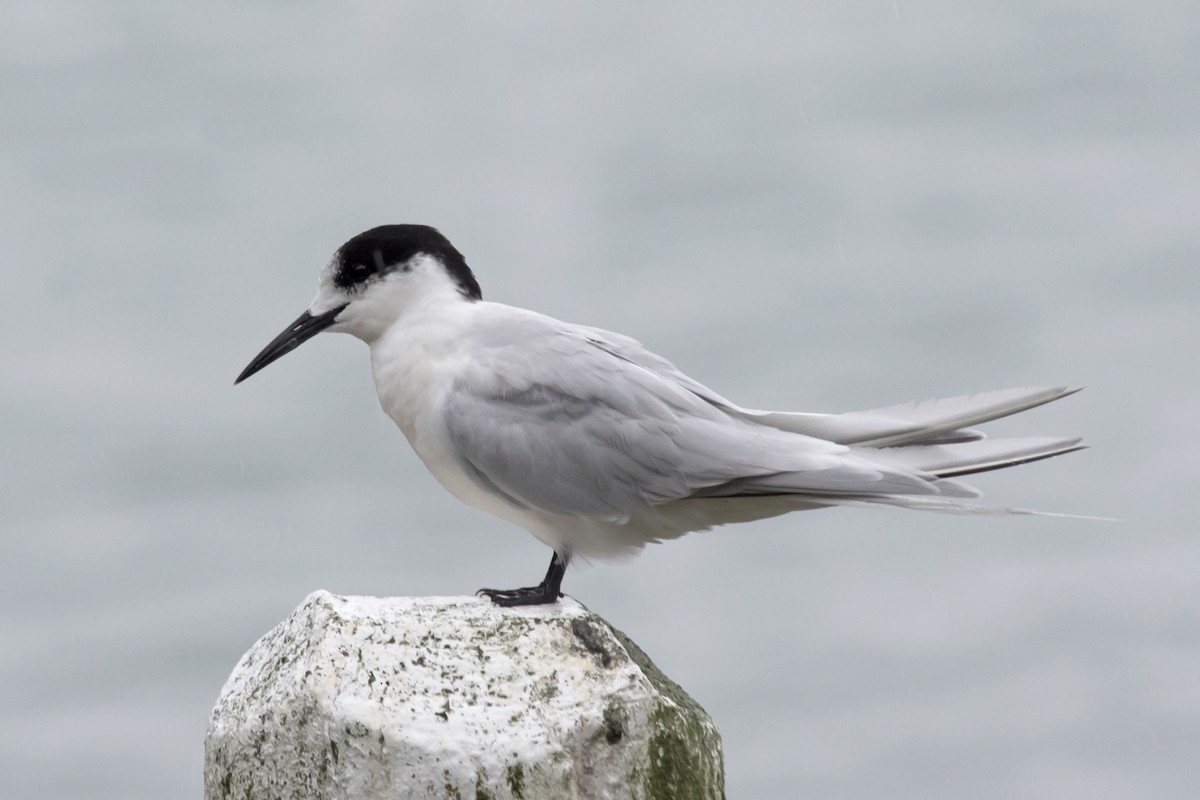 White-fronted Tern - ML617212610