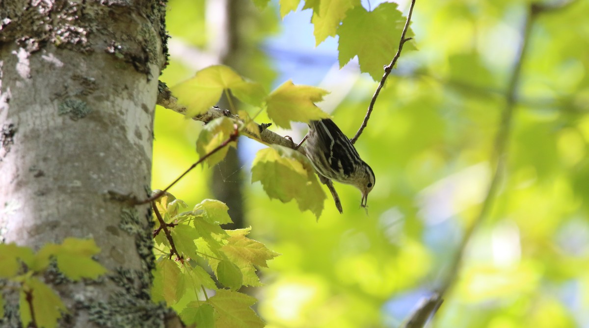 Black-and-white Warbler - ML617212678