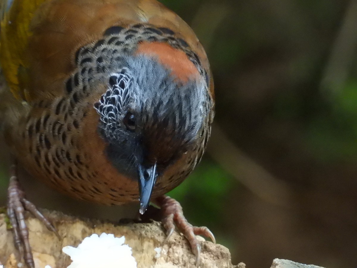 Chestnut-crowned Laughingthrush - ML617212759