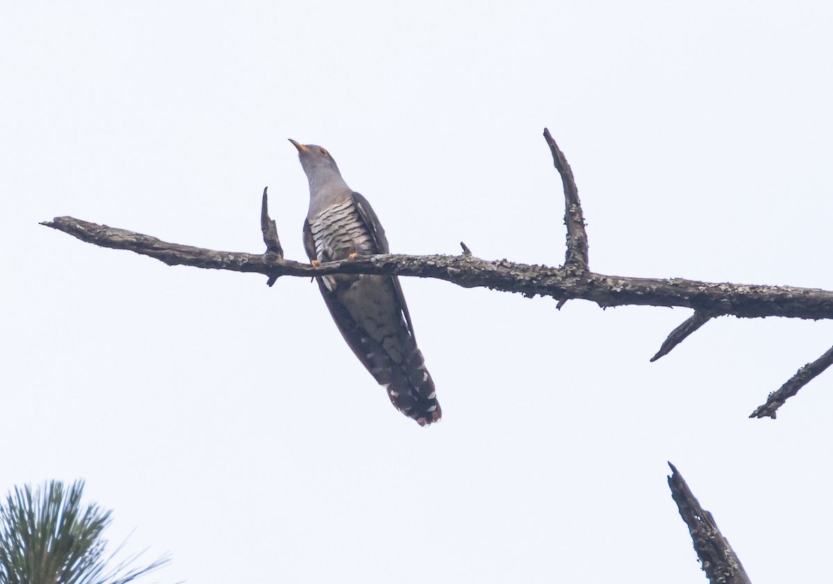 Himalayan Cuckoo - ML617212790