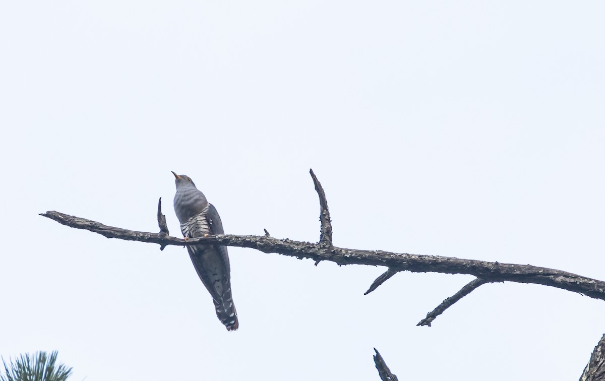 Himalayan Cuckoo - ML617212791