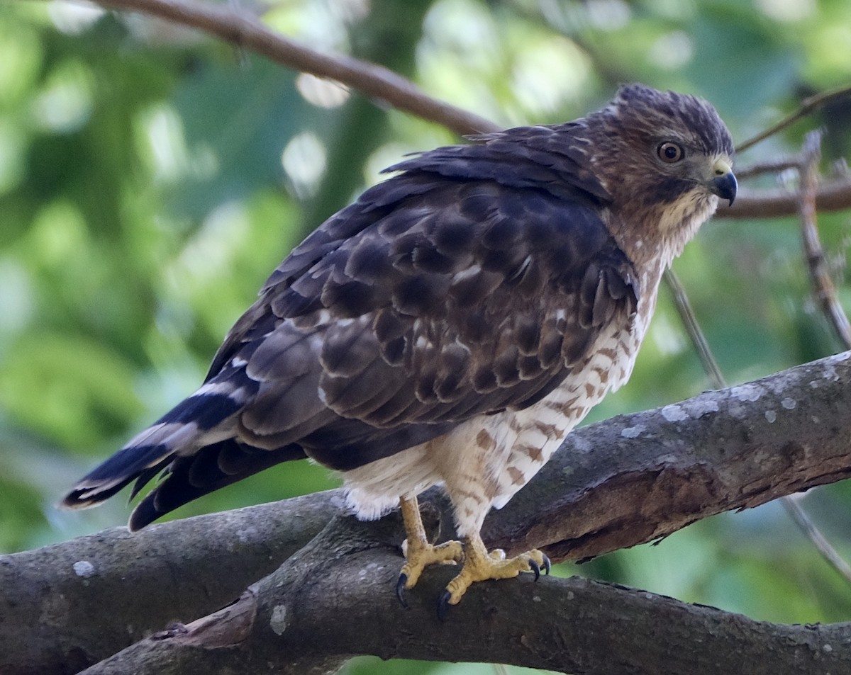 Broad-winged Hawk (Northern) - ML617212804