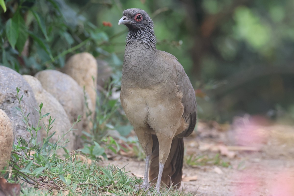 West Mexican Chachalaca - ML617212826