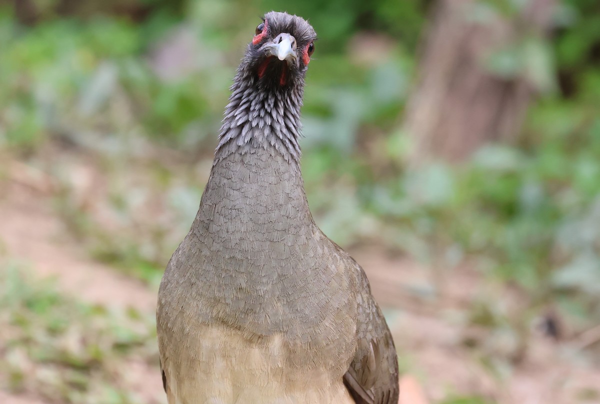 West Mexican Chachalaca - ML617212827