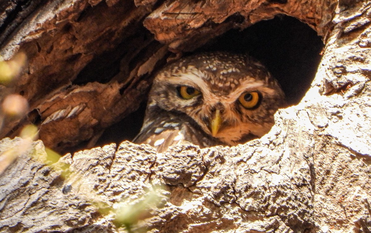 Spotted Owlet - ML617213176