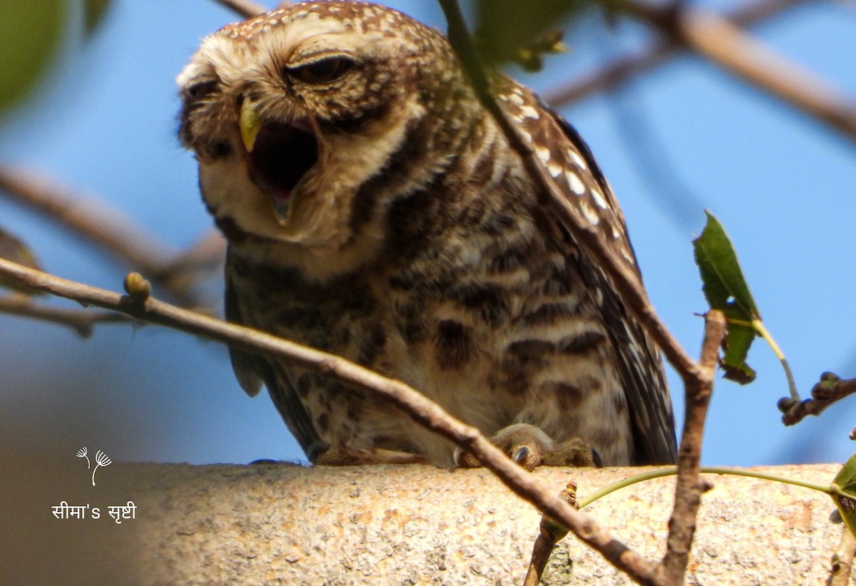 Spotted Owlet - ML617213177
