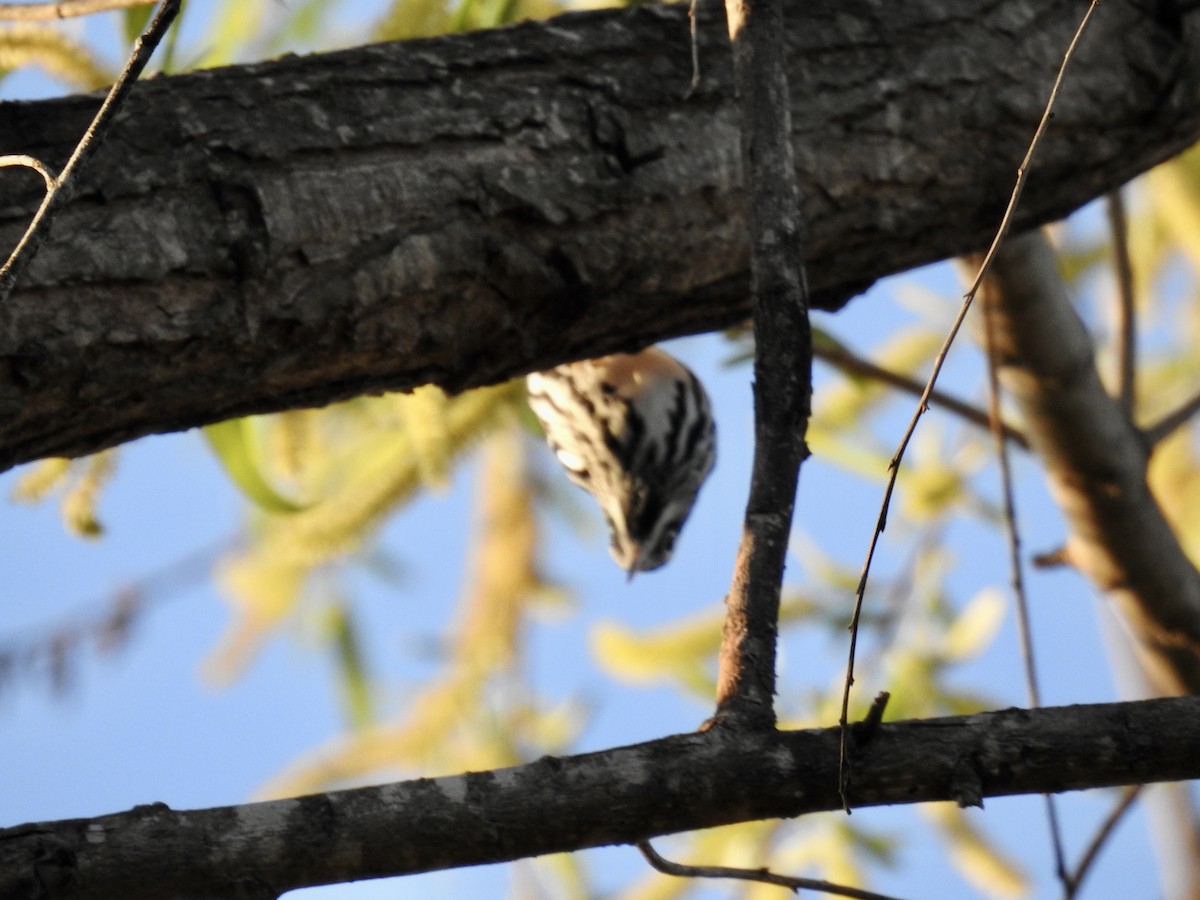 Black-and-white Warbler - ML617213182