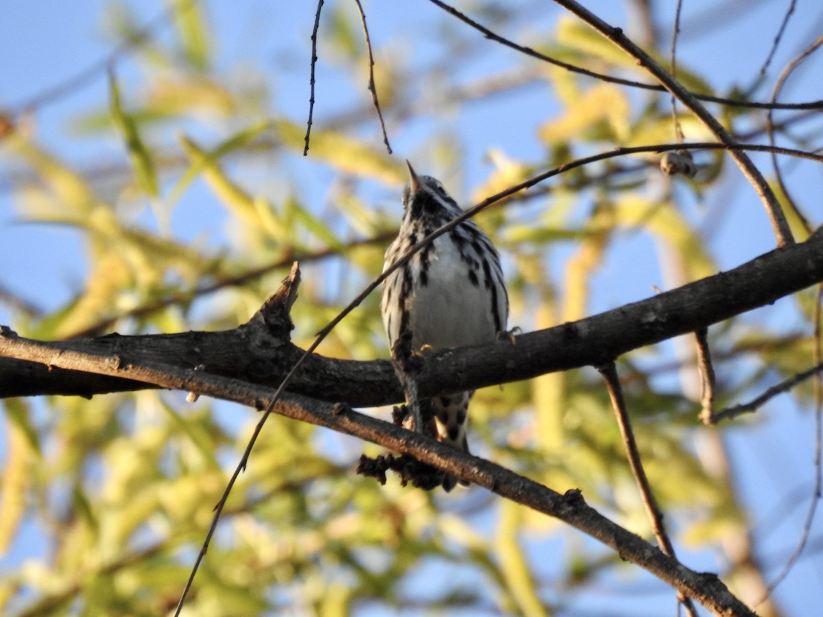 Black-and-white Warbler - ML617213186