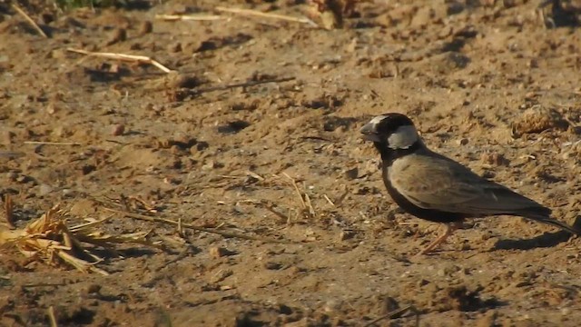 Black-crowned Sparrow-Lark - ML617213200