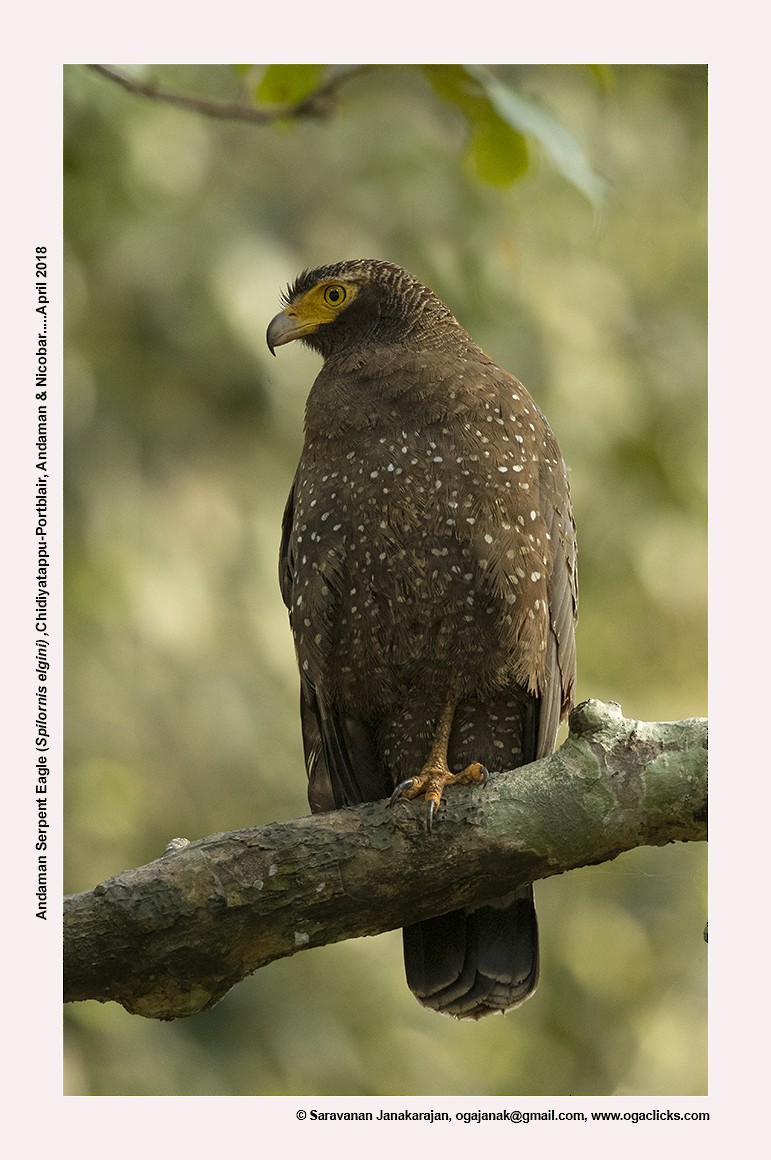 Andaman Serpent-Eagle - ML617213425