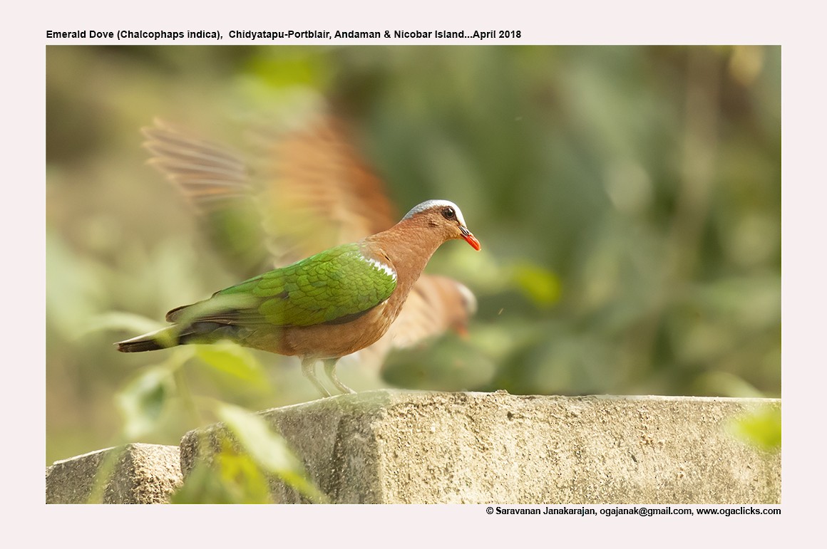 Asian Emerald Dove - ML617213436