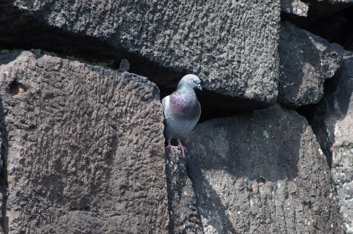 Rock Pigeon (Feral Pigeon) - ML617213487