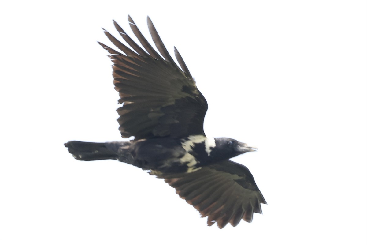 Collared Crow - ML617213497