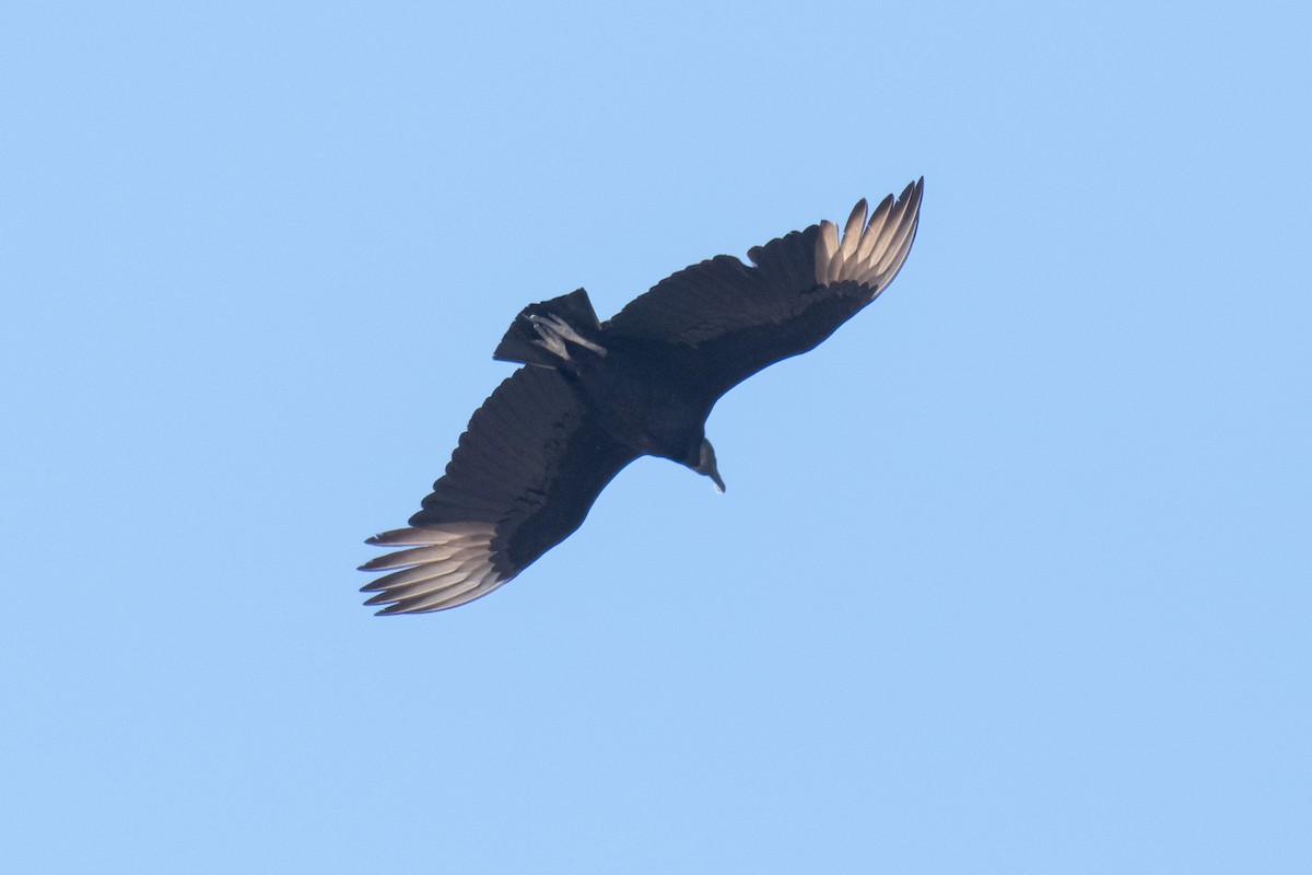 Black Vulture - ML617213499