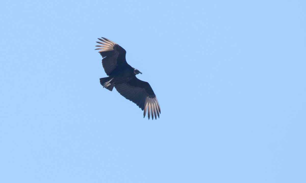 Black Vulture - ML617213500