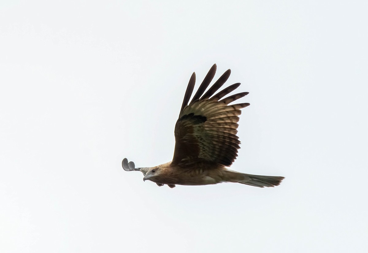 Square-tailed Kite - ML617213589