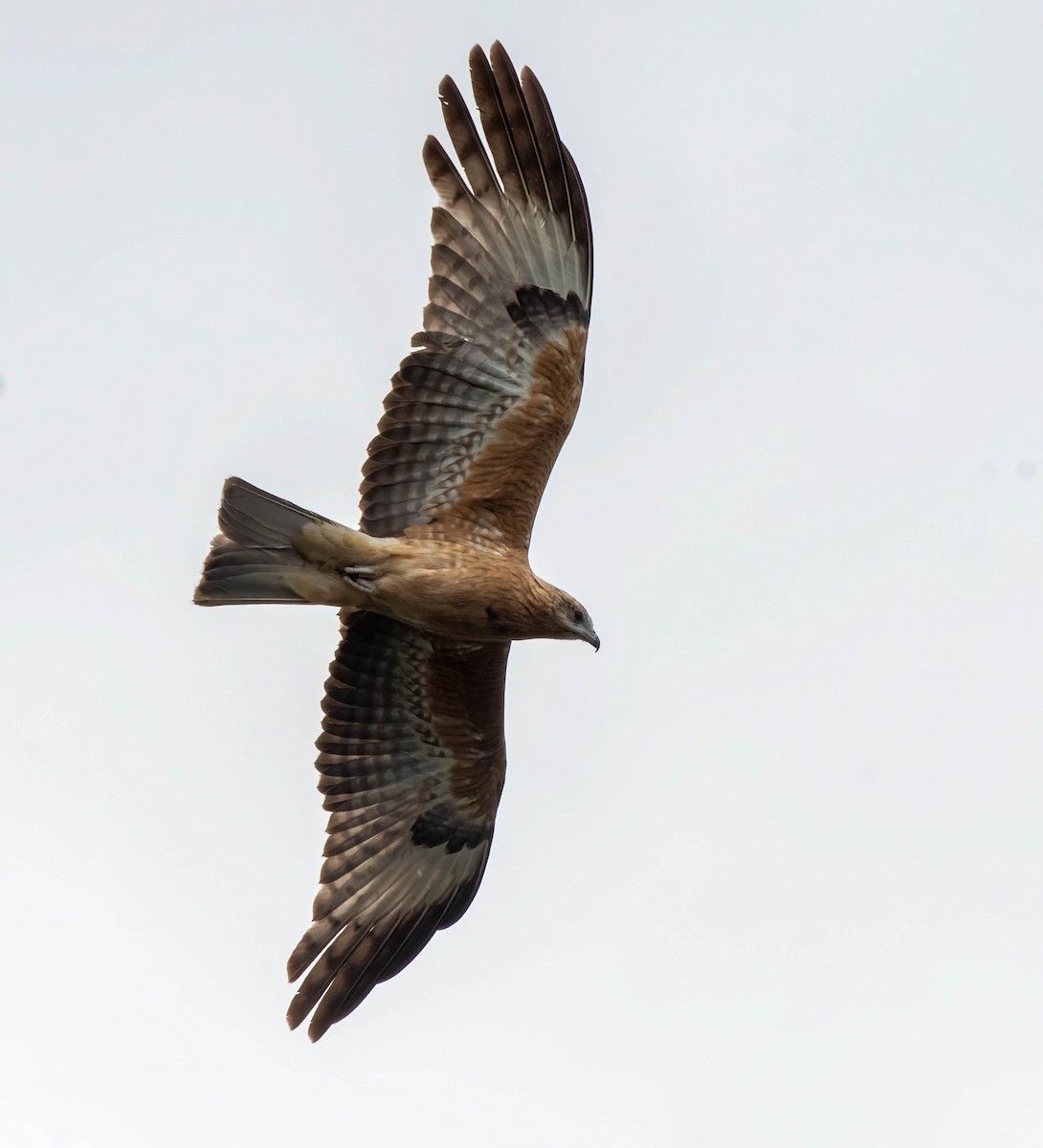 Square-tailed Kite - ML617213590